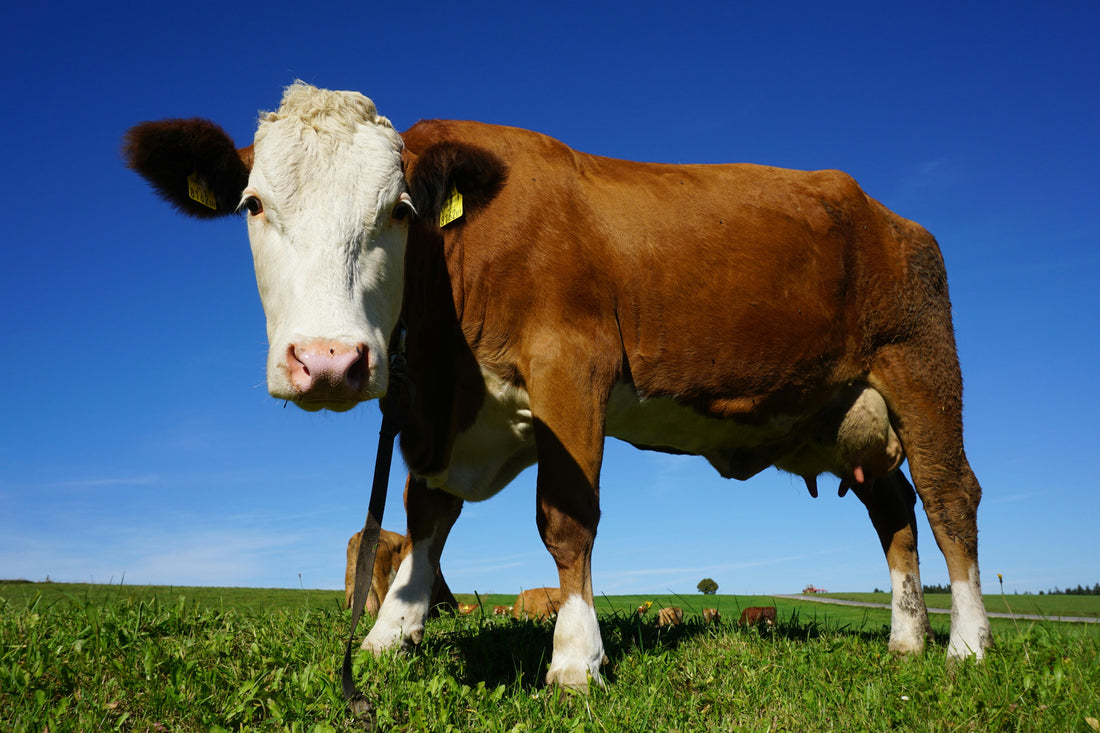 Grass-fed cow producing colostrum in a pasture under a clear blue sky